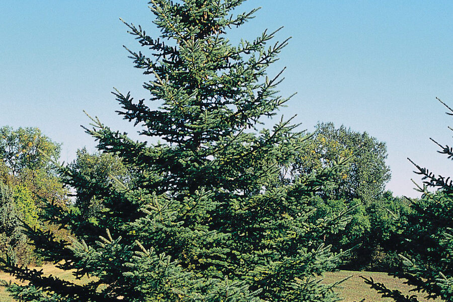 Mature Black Hills spruce with dense green branches