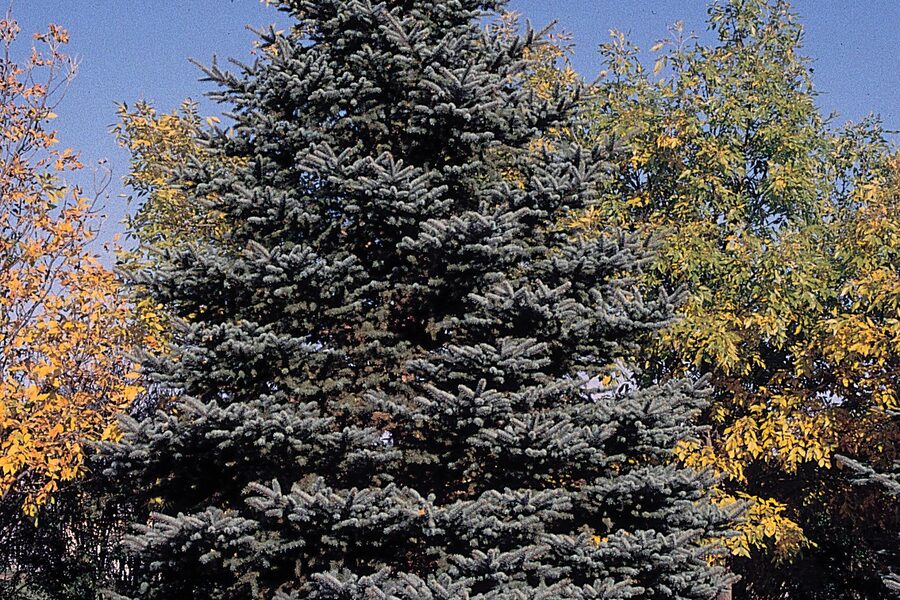 Mature Colorado blue spruce with silver-blue foliage
