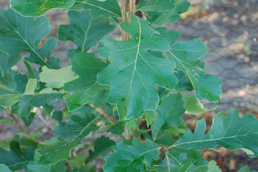 Distinctive lobed green leaves on a young bur oak