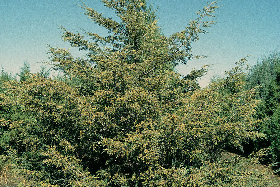 Dense mature eastern red cedar foliage