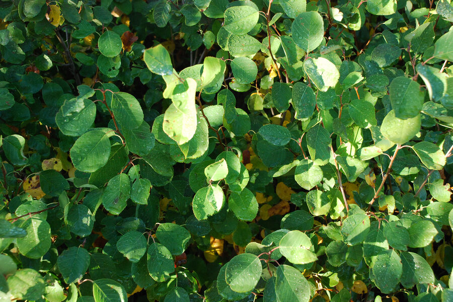 Juneberry shrub with rounded green leaves
