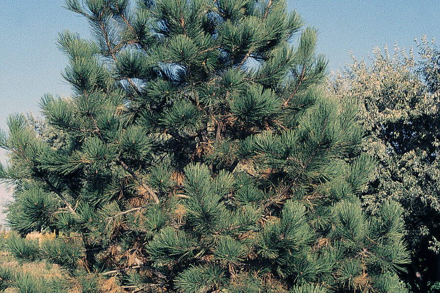 Ponderosa pine showing its long dark-green needles