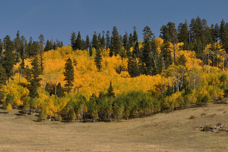 Quaking aspen grove showing bright gold fall color