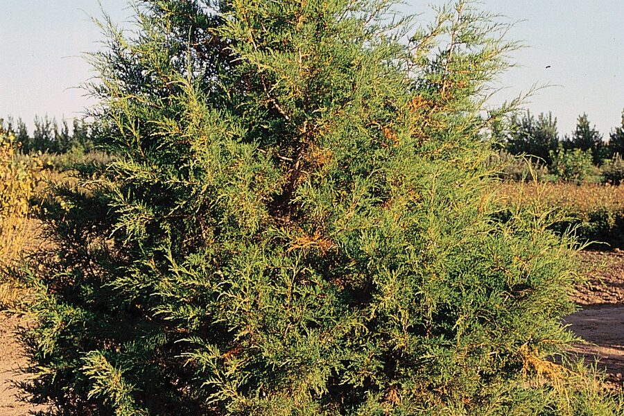 Rocky Mountain juniper with silver-green foliage